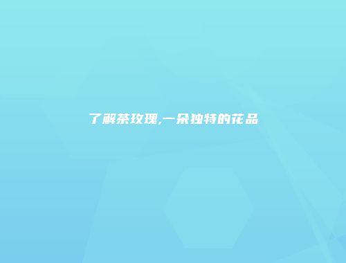 了解茶玫瑰,一朵独特的花品