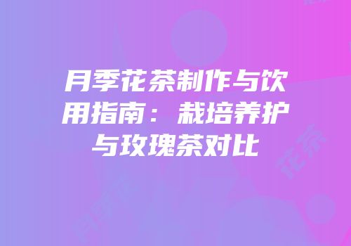 月季花茶制作与饮用指南：栽培养护与玫瑰茶对比