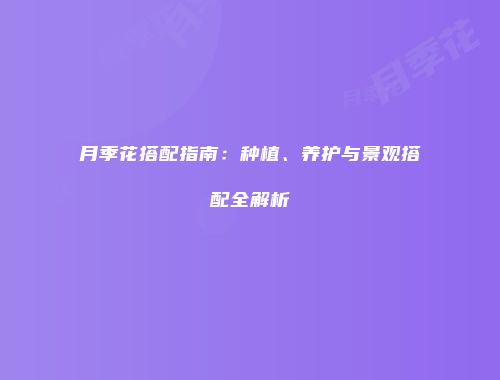 月季花搭配指南：种植、养护与景观搭配全解析