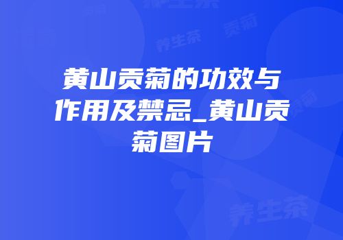 黄山贡菊的功效与作用及禁忌_黄山贡菊图片