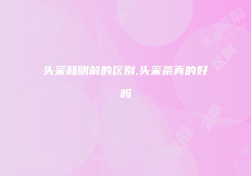 头采和明前的区别,头采茶真的好吗