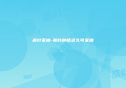 茶叶采摘-茶叶种植多久可采摘