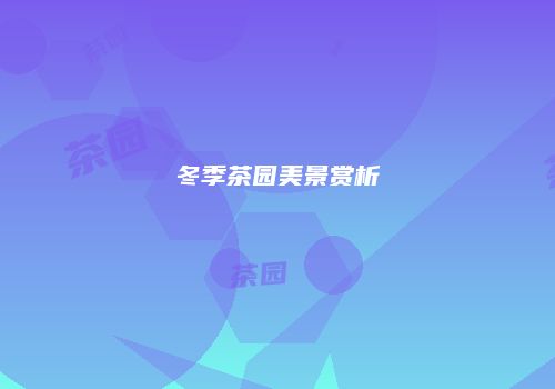 冬季茶园美景赏析