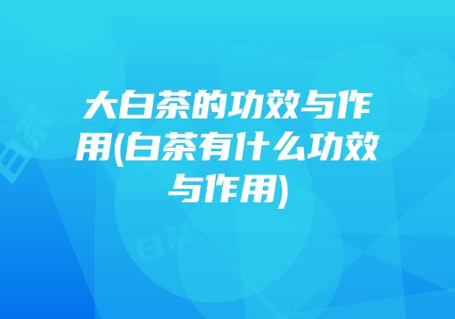 大白茶的功效与作用(白茶有什么功效与作用)