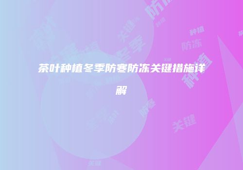 茶叶种植冬季防寒防冻关键措施详解