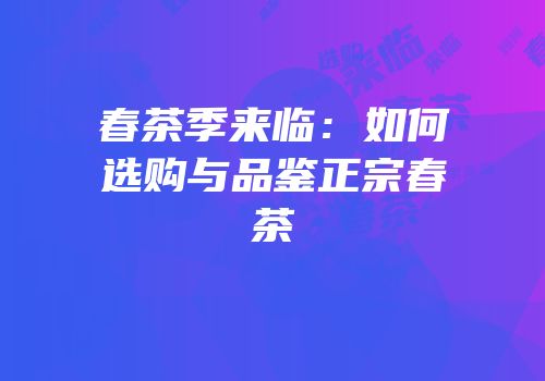 春茶季来临：如何选购与品鉴正宗春茶