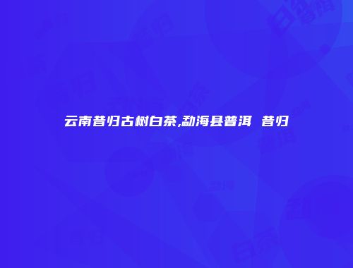 云南昔归古树白茶,勐海县普洱 昔归