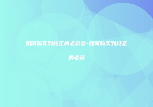 如何购买到纯正的老茶苗-如何购买到纯正的老茶