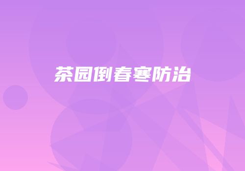 茶园倒春寒防治