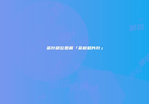 茶叶部位图解「茶树鳞片叶」