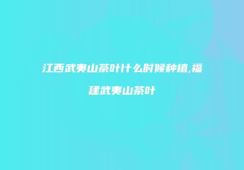 江西武夷山茶叶什么时候种植,福建武夷山茶叶