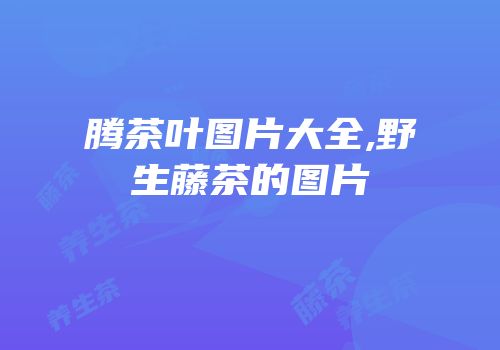 腾茶叶图片大全,野生藤茶的图片