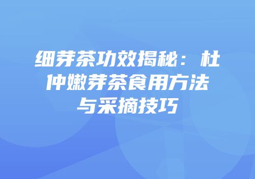 细芽茶功效揭秘：杜仲嫩芽茶食用方法与采摘技巧