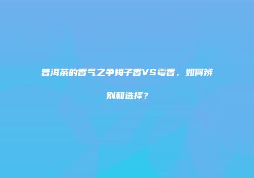 普洱茶的香气之争梅子香VS霉香，如何辨别和选择？