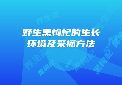野生黑枸杞的生长环境及采摘方法