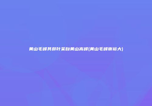 黄山毛峰其鲜叶采自黄山高峰(黄山毛峰谢裕大)