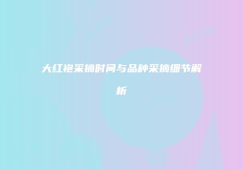大红袍采摘时间与品种采摘细节解析