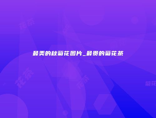 最美的秋菊花图片_最贵的菊花茶