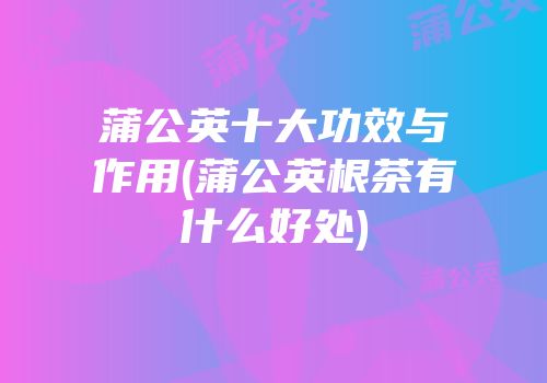 蒲公英十大功效与作用(蒲公英根茶有什么好处)