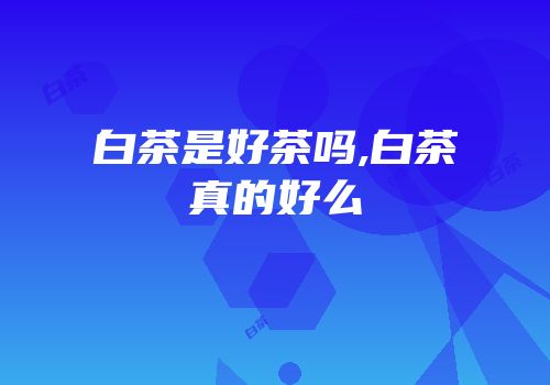 白茶是好茶吗,白茶真的好么