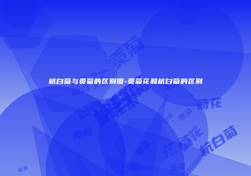 杭白菊与贡菊的区别图-贡菊花和杭白菊的区别