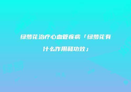 绿萝花治疗心血管疾病「绿萝花有什么作用和功效」