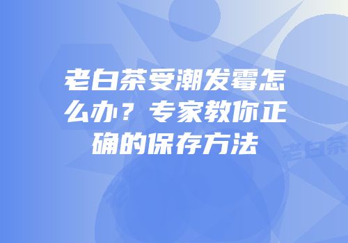 老白茶受潮发霉怎么办？专家教你正确的保存方法