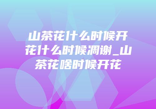 山茶花什么时候开花什么时候凋谢_山茶花啥时候开花