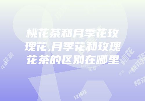 桃花茶和月季花玫瑰花,月季花和玫瑰花茶的区别在哪里