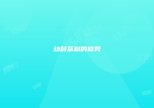 幼龄茶树的修剪