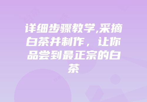 详细步骤教学,采摘白茶并制作，让你品尝到最正宗的白茶