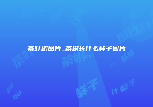 茶叶树图片_茶树长什么样子图片