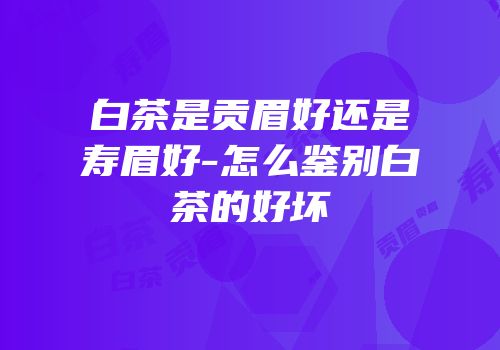 白茶是贡眉好还是寿眉好-怎么鉴别白茶的好坏