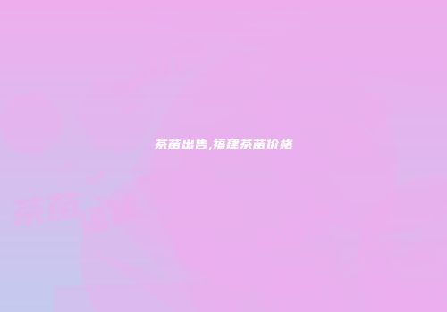 茶苗出售,福建茶苗价格