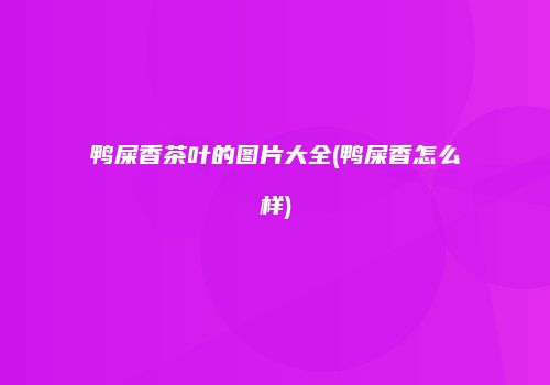 鸭屎香茶叶的图片大全(鸭屎香怎么样)