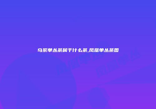 乌岽单丛茶属于什么茶,凤凰单丛茶图