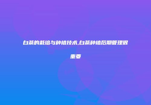 白茶的栽培与种植技术,白茶种植后期管理很重要