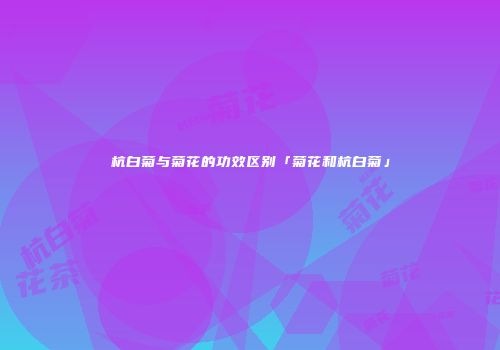 杭白菊与菊花的功效区别「菊花和杭白菊」