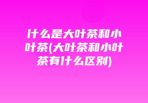 什么是大叶茶和小叶茶(大叶茶和小叶茶有什么区别)