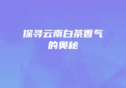 探寻云南白茶香气的奥秘