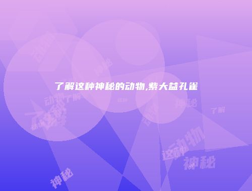 了解这种神秘的动物,紫大益孔雀