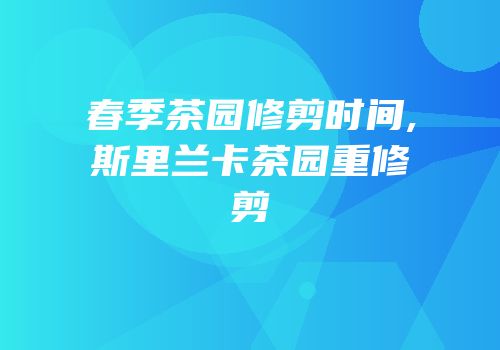 春季茶园修剪时间,斯里兰卡茶园重修剪