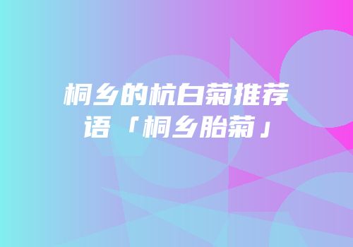 桐乡的杭白菊推荐语「桐乡胎菊」