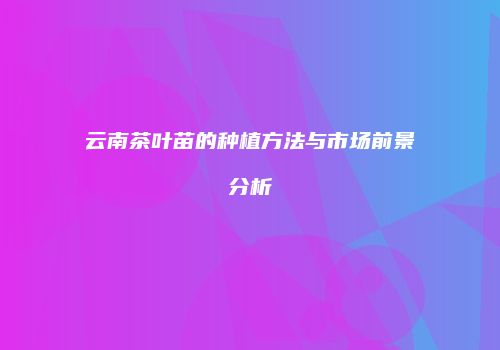 云南茶叶苗的种植方法与市场前景分析