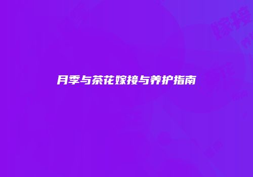 月季与茶花嫁接与养护指南
