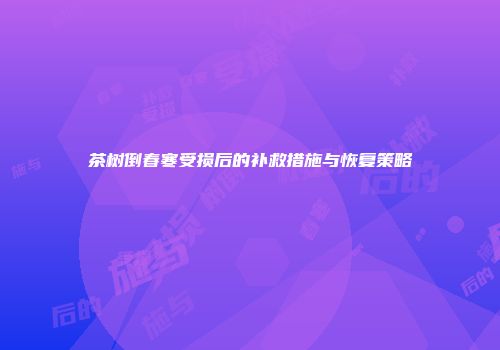 茶树倒春寒受损后的补救措施与恢复策略