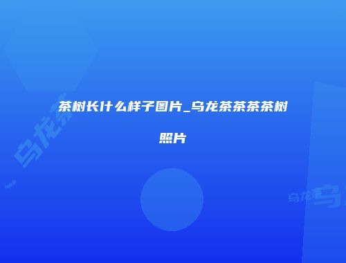 茶树长什么样子图片_乌龙茶茶茶茶树照片