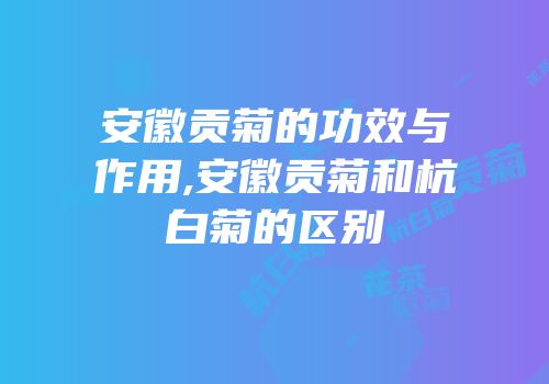 安徽贡菊的功效与作用,安徽贡菊和杭白菊的区别