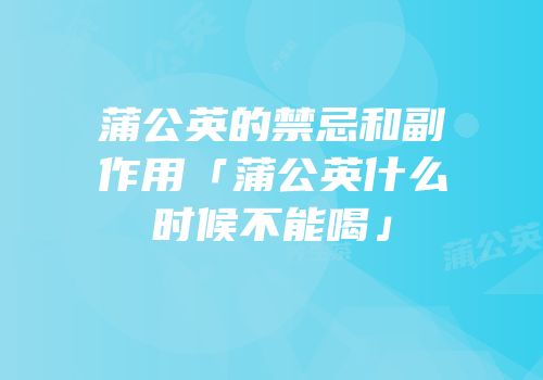 蒲公英的禁忌和副作用「蒲公英什么时候不能喝」