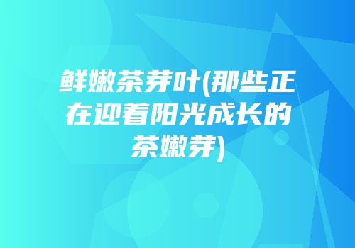 鲜嫩茶芽叶(那些正在迎着阳光成长的茶嫩芽)